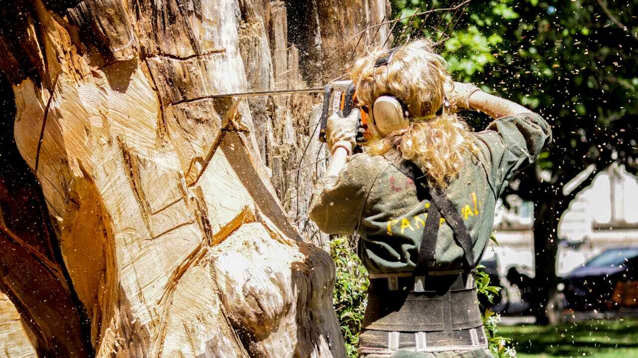 Dead Tree Removal in Mission Bend, TX